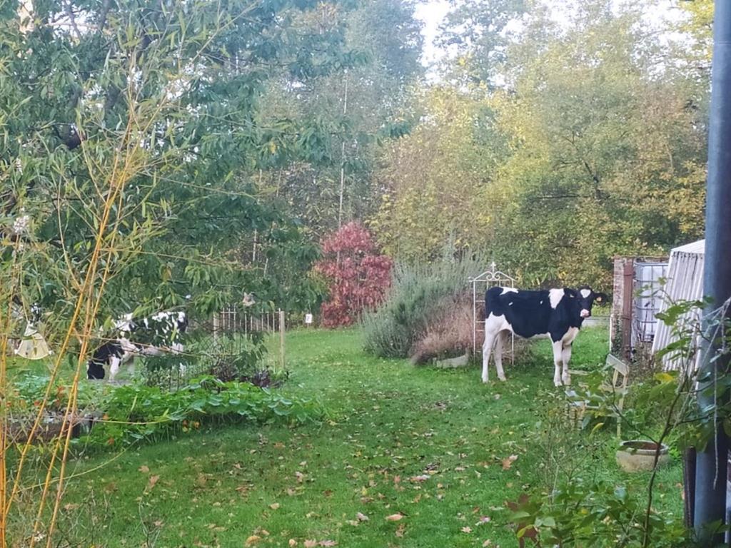 La Bruyere Du Coq Stables Pension Sart-Dames-Avelines Buitenkant foto